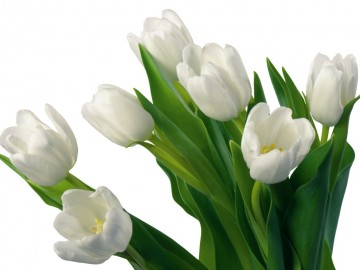 tulipani