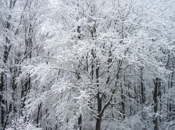 zima 2010