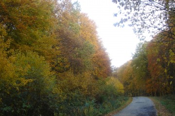 šuma jesen
