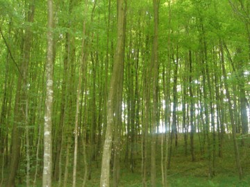 šuma